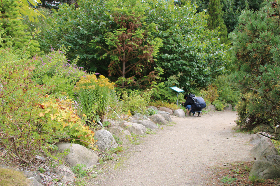 Ботанический сад Орхус 18 сентября 2022, Дания