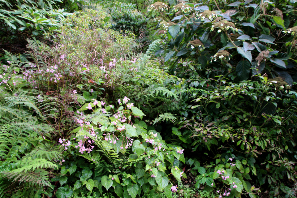 Гортензия Саржента (дат. Kinesisk hortensia, Hydrangea aspera ssp. sargentiana / Hydrangea sargentiana). , Ботанический сад Орхус 18 сентября 2022, Дания