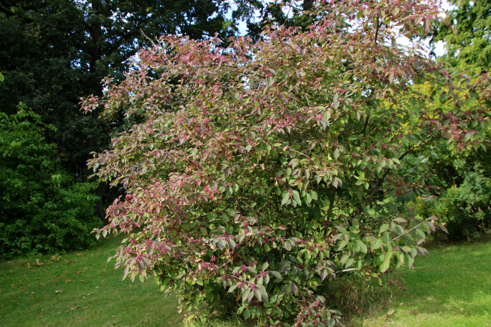 Красивоплодник бодиньера (дат. Glasbær, лат. Callicarpa bodinieri), Ботанический сад Орхус 18 сентября 2022, Дания