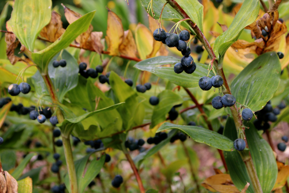 Купена многоцветковая (дат. Storkonval, лат. Polygonatum multiflorum), Ботанический сад Орхус 18 сентября 2022, Дания