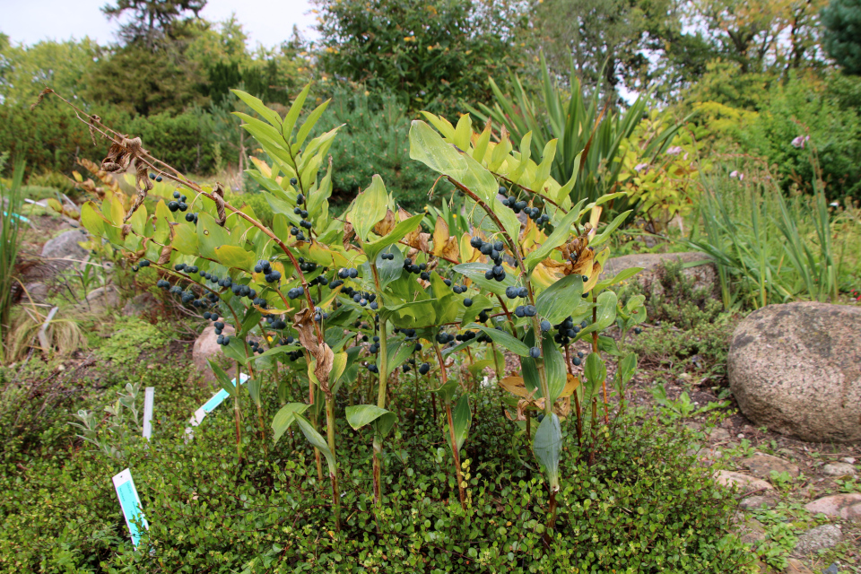 Купена многоцветковая (дат. Storkonval, лат. Polygonatum multiflorum), Ботанический сад Орхус 18 сентября 2022, Дания