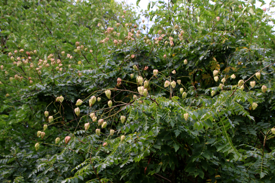 Кёльрейтерия метельчатая (дат. Kinesertræ, лат. Koelreuteria paniculata), Ботанический сад Орхус 18 сентября 2022, Дания