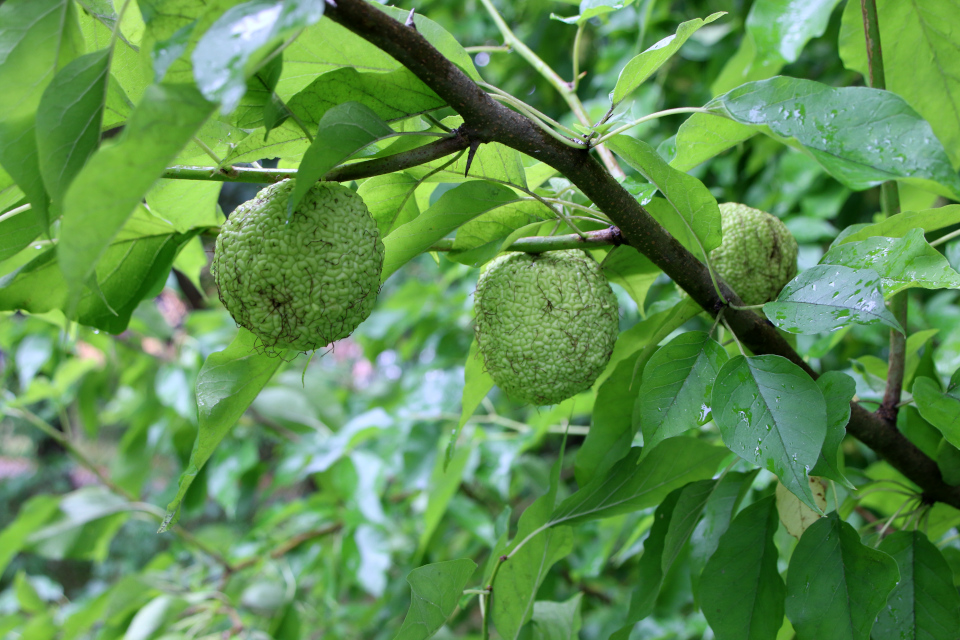 Маклюра яблоконосная (дат. Orangemorbær / osageorange лат. Maclura pomifera), Ботанический сад Орхус 18 сентября 2022, Дания