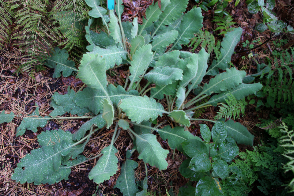 Меконопсис метельчатый (дат. Valmuesøster, лат. Meconopsis paniculata), Ботанический сад Орхус 18 сентября 2022, Дания