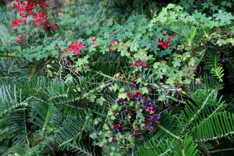 Настурция прекрасная (лат. Tropaeolum speciosum), Ботанический сад Орхус 18 сентября 2022, Дания