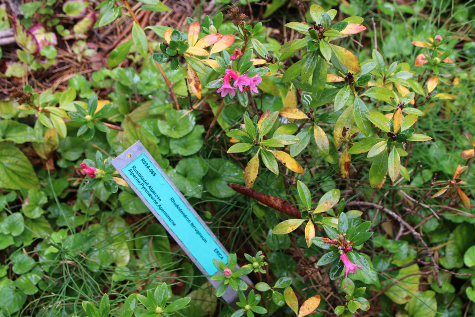 Рододендрон ржавый (дат. Rustbladet Alperose, лат. Rhododendron ferrugineum), Ботанический сад Орхус 18 сентября 2022, Дания