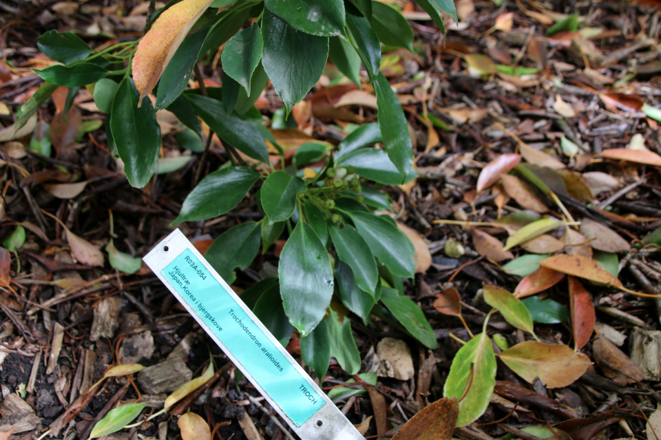 Троходендрон аралиевидный (дат. Hjultræ, лат. Trochodendron aralioides), Ботанический сад Орхус 18 сентября 2022, Дания