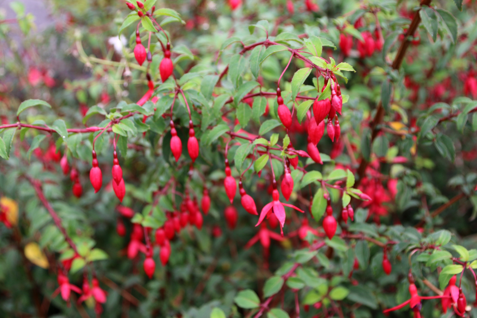 Фуксия магелланская (дат. Havefuchsia, лат. Fuchsia magellanica Riccartonii), Ботанический сад Орхус 18 сентября 2022, Дания