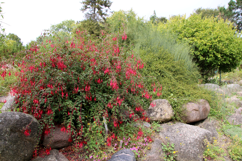 Фуксия магелланская (дат. Havefuchsia Gracilis, лат. Fuchsia magellanica var. gracilis), Ботанический сад Орхус 18 сентября 2022, Дания