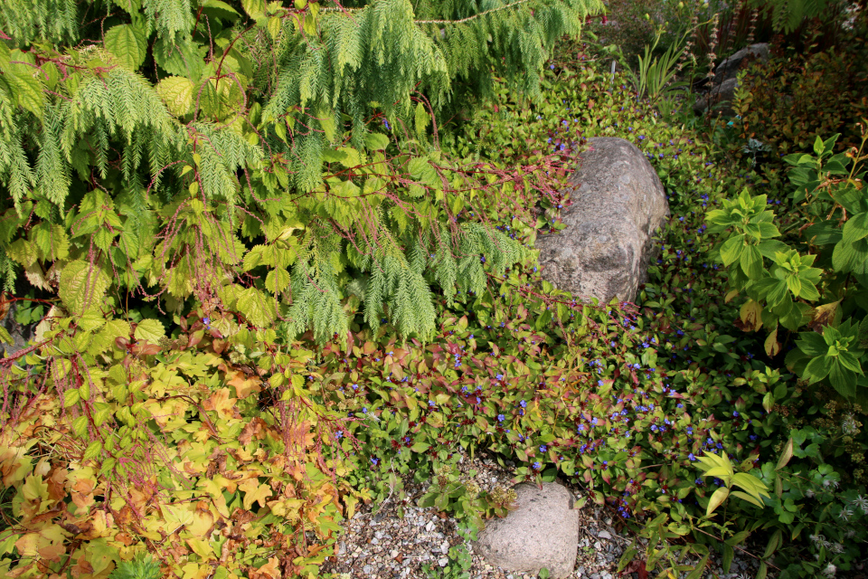 Цератостигма свинчатковая (дат. Blyrod, лат. Plumbago ceratostigma). Ботанический сад Орхус 18 сентября 2022, Дания