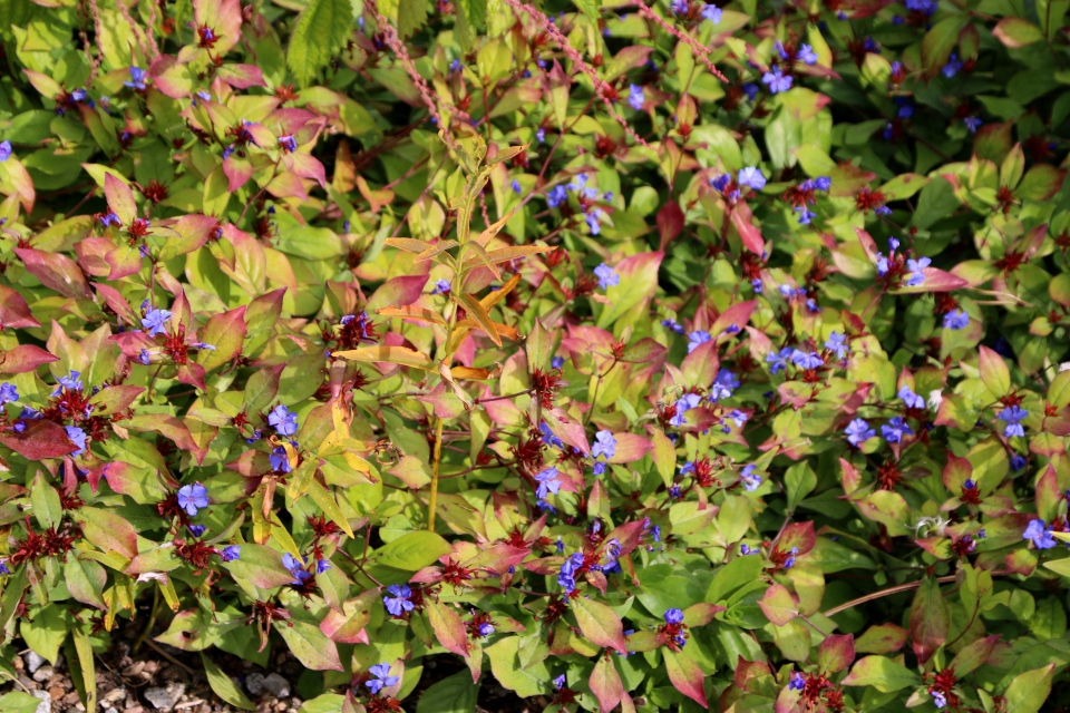 Цератостигма свинчатковая (дат. Blyrod, лат. Plumbago ceratostigma). Ботанический сад Орхус 18 сентября 2022, Дания