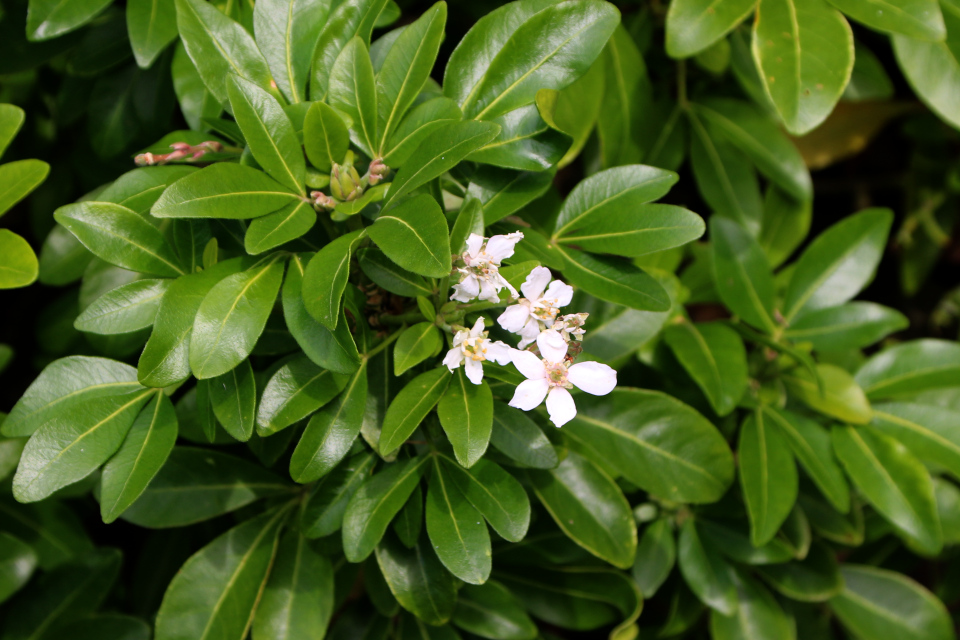 Шуазия тройчатая (дат. Orangeblomst, лат. Choisya ternata), Ботанический сад Орхус 18 сентября 2022, Дания