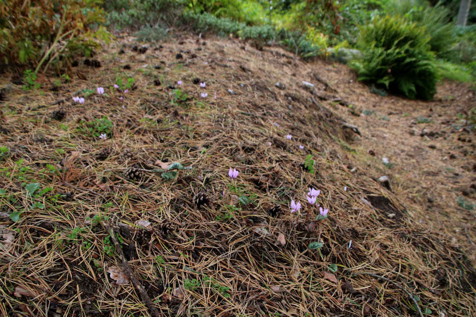 Цикломен (дат. Alpeviol, лат. Cyclamen), Ботанический сад Орхус 18 сентября 2022, Дания