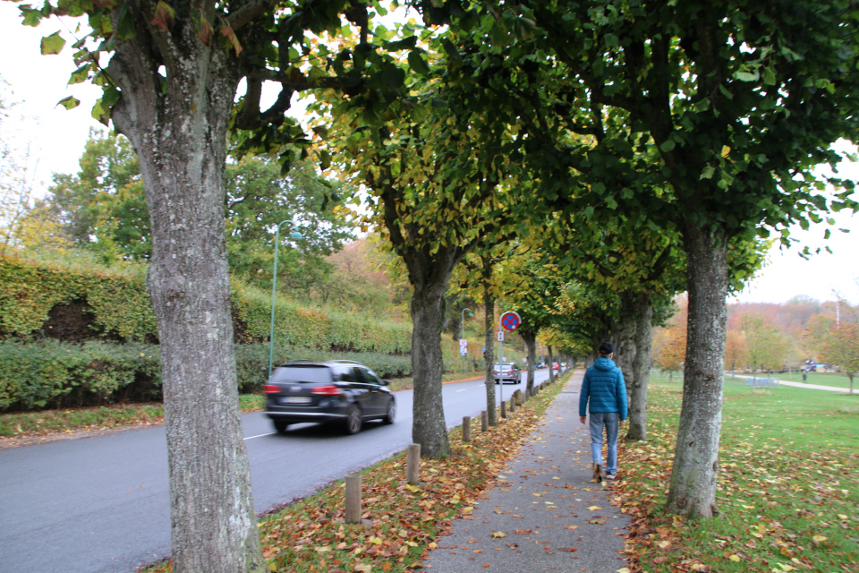 Липа крупнолистная (дат. Storbladet Lind, лат. Tilia platyphyllos). Мемориальный парк 28 октября 2022, Орхус, Дания