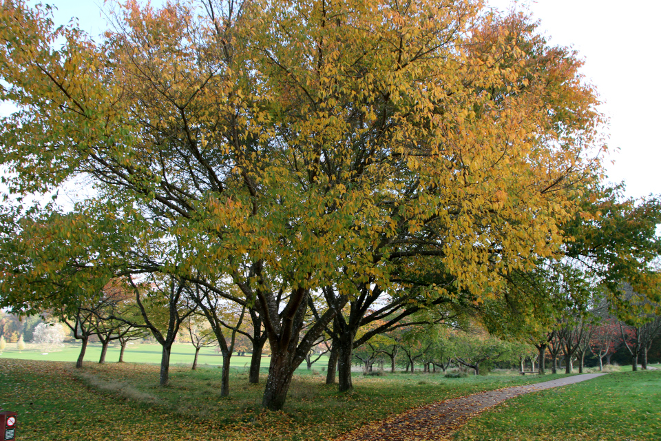 Сакура (лат. Prunus serrulata, дат. japansk kirsebær), Мемориальный парк 28 октября 2022, Орхус, Дания