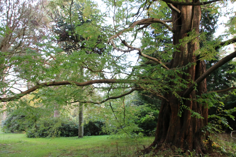 Метасеквойя (дат. Vandgran, лат. Metasequoia glyptostroboides), Мемориальный парк 28 октября 2022, Орхус, Дания