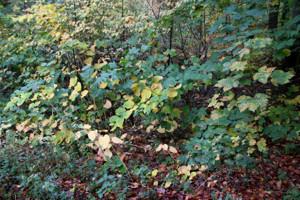 Рейнутрия сахалинская (дат. Kæmpepileurt, лат. Reynoutria sachalinensis). Лес Киркесков, Марселисборг, Орхус, Дания. 28 окт. 2022