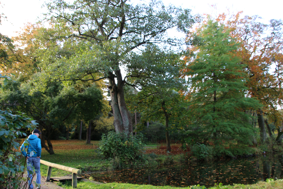 Ольха чёрная (дат. Rødel, лат. Alnus glutinosa), Мемориальный парк 28 октября 2022, Орхус, Дания