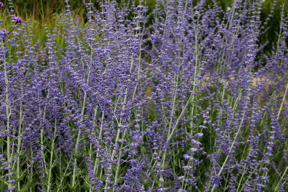 Шалфей Перовския лебедолистная в цвету. Ботанический сад Орхус 25 июля 2020, Дания