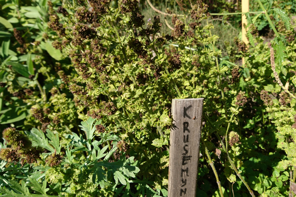 Мята колосистая (лат. Krusemynte, лат. Mentha spicata). Средневековый огород Мосгорд, Орхус, Дания. 20 сент. 2022 