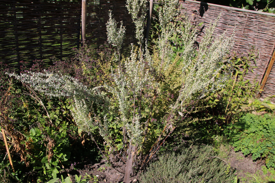 Полынь горькая (дат. Havemalurt, лат. Artemisia absinthium). Средневековый огород Мосгорд, Орхус, Дания. 20 сент. 2022 