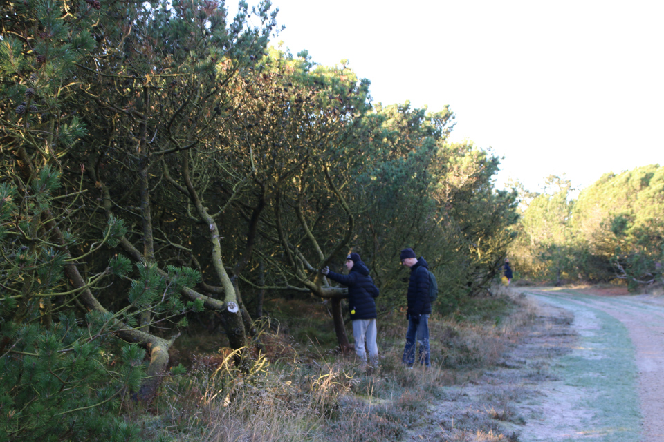 Сосны (Pinus). Плантация Киркебю, остров Рёмё, Дания. 19 нояб. 2022 