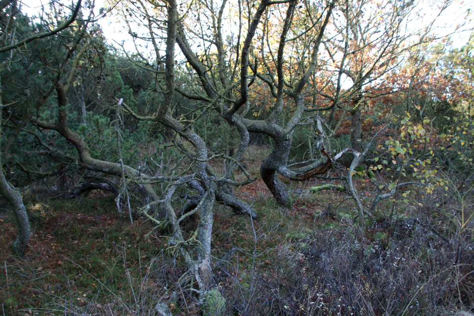 Сосна скрученная , Klitfyr / Pinus contorta). Сосны (Pinus). Плантация Киркебю, остров Рёмё, Дания. 19 нояб. 2022 