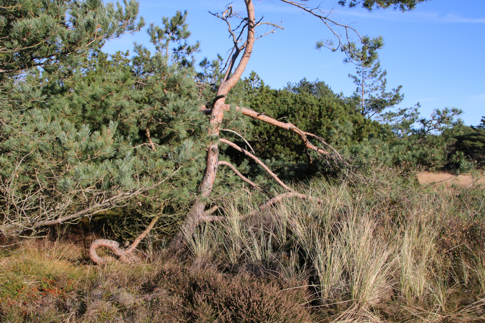 Сосны (Pinus). Плантация Киркебю, остров Рёмё, Дания. 19 нояб. 2022 