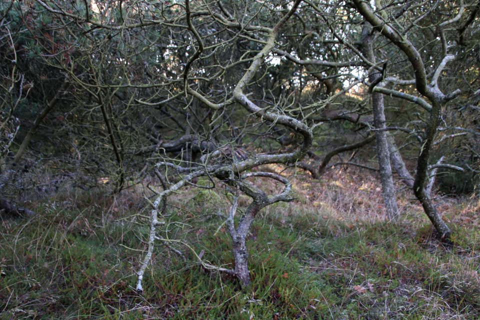 Сосна скрученная , Klitfyr / Pinus contorta). Сосны (Pinus). Плантация Киркебю, остров Рёмё, Дания. 19 нояб. 2022 