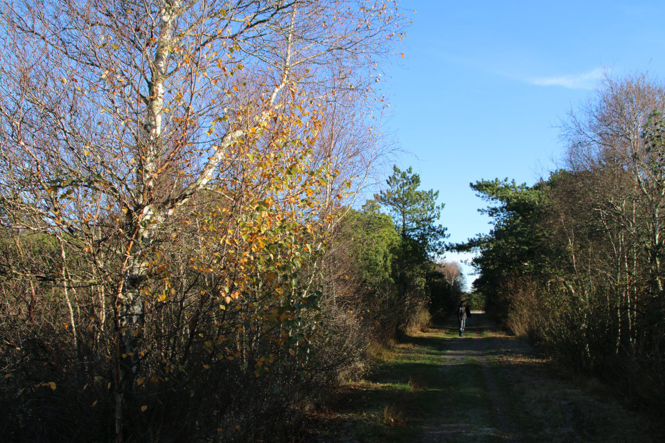 Берёза пушистая. Плантация Киркебю, остров Рёмё, Дания. 19 нояб. 2022 