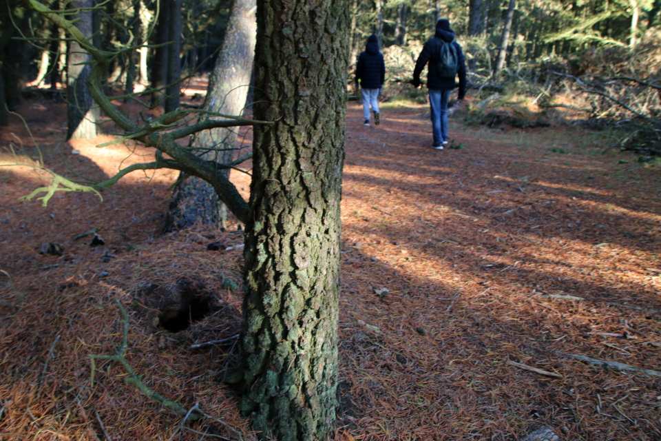 Сосна обыкновенная (дат. Skovfyr, лат. Pinus sylvestris). Плантация Киркебю, остров Рёмё, Дания. 19 нояб. 2022 