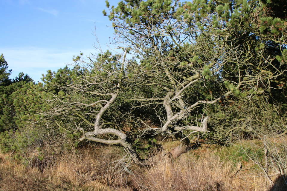 Сосны (Pinus). Плантация Киркебю, остров Рёмё, Дания. 19 нояб. 2022 