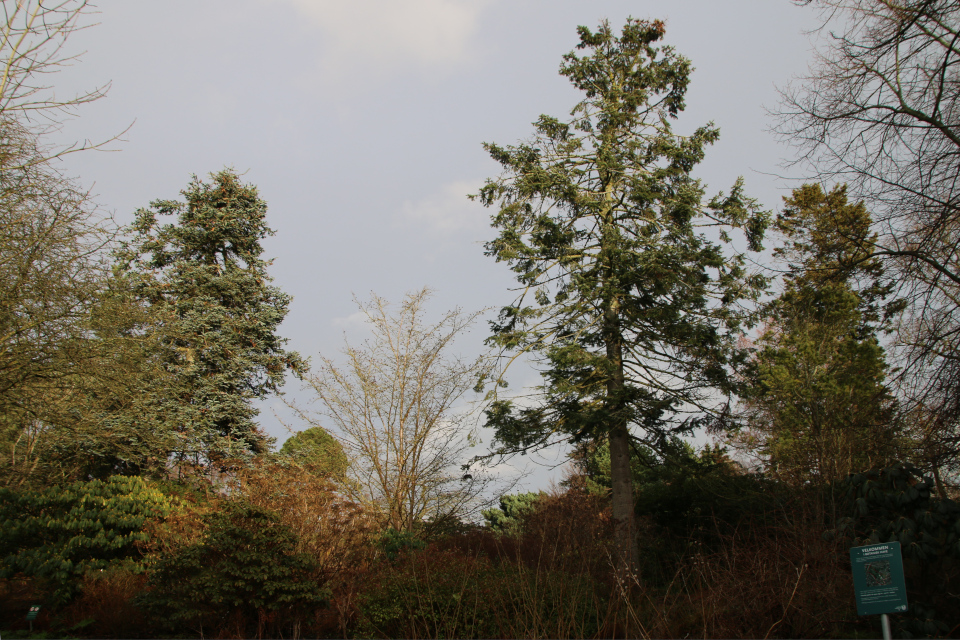 Пихта благородная (дат. Sølvgran, лат. Abies procera), Пихта великая (дат. Kæmpegran, лат. Abies grandis). Ботанический сад Орхус 8 января 2023, Дания 