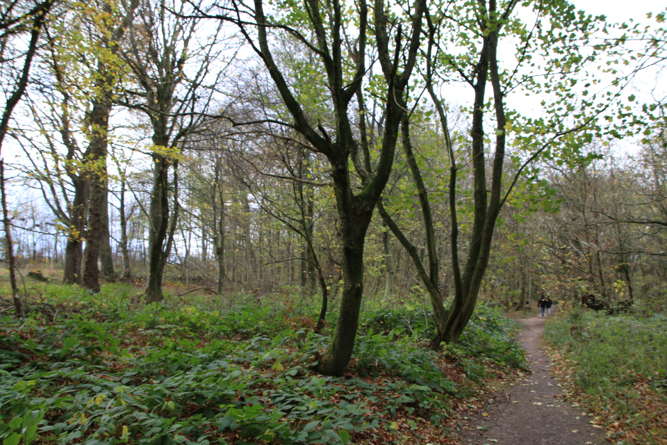 Клён белый (дат. Ahorn / ær, лат. Acer pseudoplatanus). Буковый лес. Природа Грам, Дания. 18 нояб. 2022 