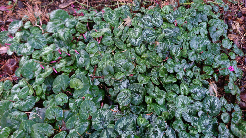 Цикломен (дат. Alpeviol, лат. Cyclamen). Ботанический сад Орхус 8 января 2023, Дания 