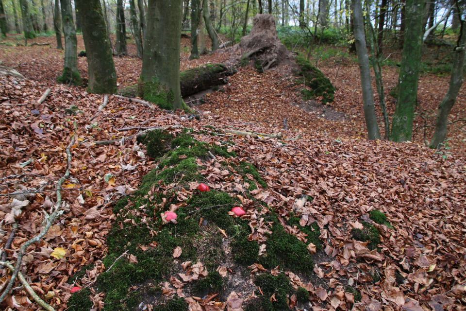Буковый лес. Природа Грам, Дания. 18 нояб. 2022 