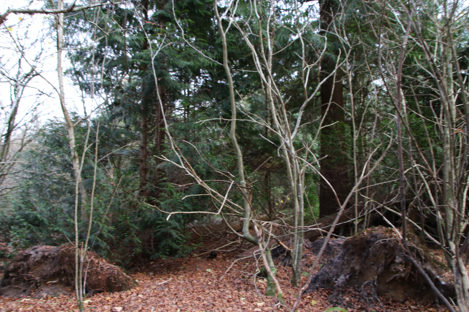 Туя (дат. Thuja, лат. Thuja spp). Буковый лес. Природа Грам, Дания. 18 нояб. 2022 