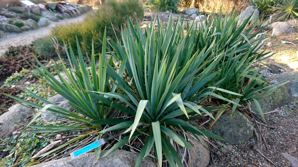 Юкка нитчатая (дат. Trævlet palmelilje, лат. Yucca filamentosa). Ботанический сад Орхус 27 января 2023 