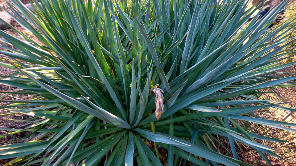 Юкка славная (дат. Palmelilje, лат. Yucca gloriosa). Ботанический сад Орхус 27 января 2023 