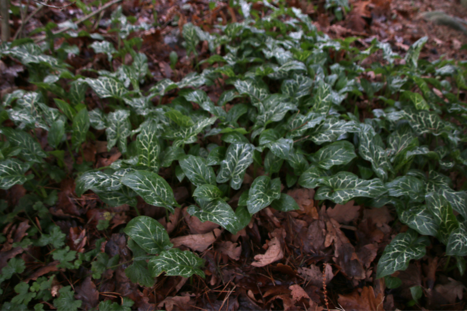 Аронник итальянский (дат. Italiensk Arum, лат. Arum italicum). Ботанический сад Орхус 8 января 2023, Дания 