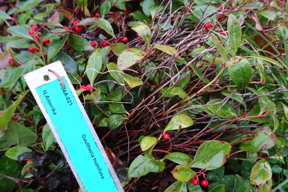 Гаультерия распростертая (лат. Gaultheria humifusa). Ботанический сад Орхус 8 января 2023, Дания 