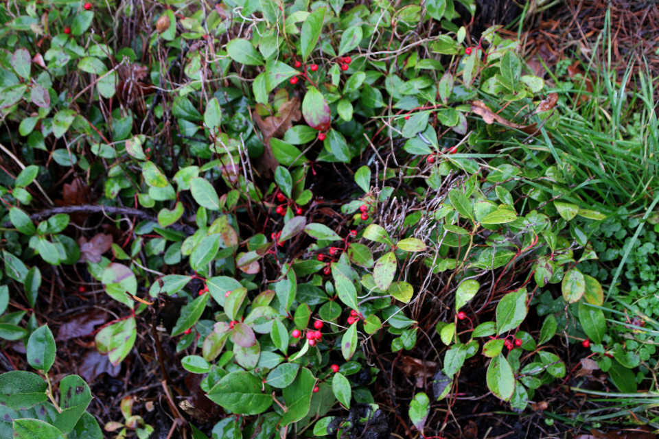 Гаультерия распростертая (лат. Gaultheria humifusa). Ботанический сад Орхус 8 января 2023, Дания 