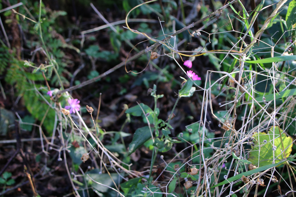 Дрёма двудомная (дат. Dagpragtstjerne, лат. Silene dioica). Природа Грам, Дания. 18 нояб. 2022 