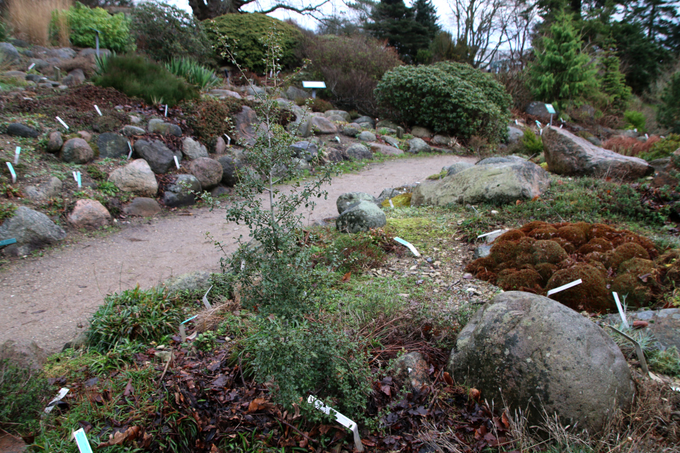 Дуб кермесовый (дат. Kermeseg, лат. Quercus coccifera). Ботанический сад Орхус 8 января 2023, Дания 