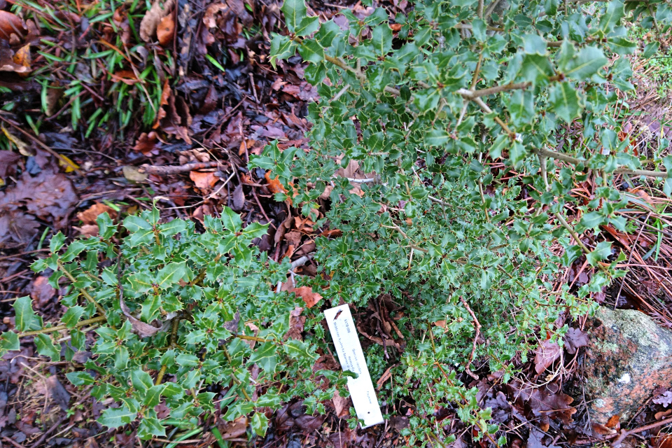 Дуб кермесовый (дат. Kermeseg, лат. Quercus coccifera). Ботанический сад Орхус 8 января 2023, Дания 