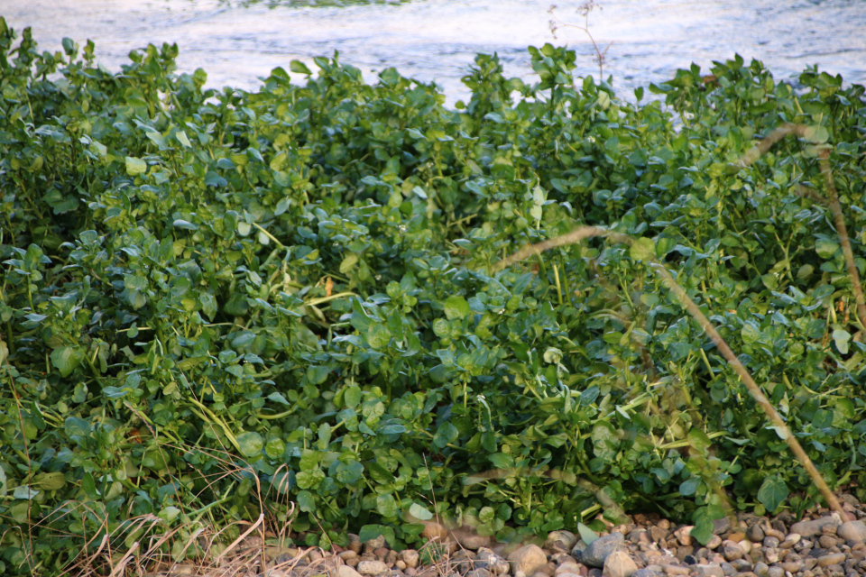 Жеруха (дат. Brøndkarse, лат. Nasturtium sp.)Река Грам. Природа Грам, Дания. 18 нояб. 2022 