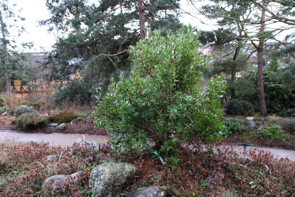 Земляничное дерево (дат. Jordbærtræ, лат. Arbutus unedo). Ботанический сад Орхус 8 января 2023, Дания 