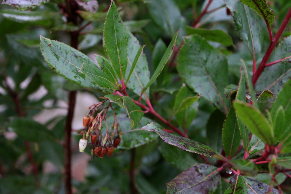 Земляничное дерево (дат. Jordbærtræ, лат. Arbutus unedo). Ботанический сад Орхус 8 января 2023, Дания 