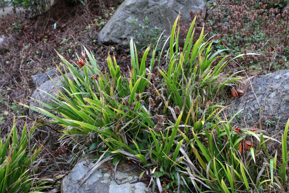 Ирис вонючий (дат. Stinkende lis, лат. Iris foetidissima). Ботанический сад Орхус 8 января 2023, Дания 