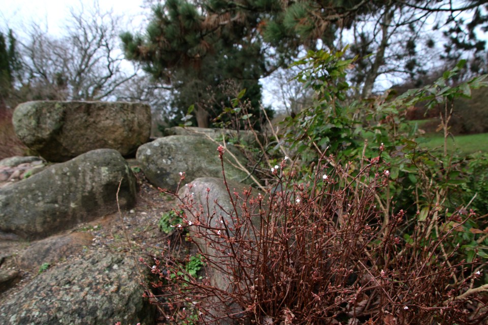 Калина боднантенская (дат. Kejserbusk, лат. Viburnum × bodnantense). Ботанический сад Орхус 8 января 2023, Дания 